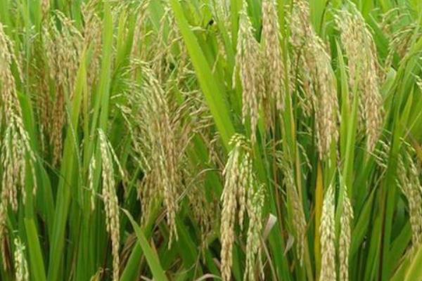 良相优868水稻种子介绍，全生育期早稻122.9天