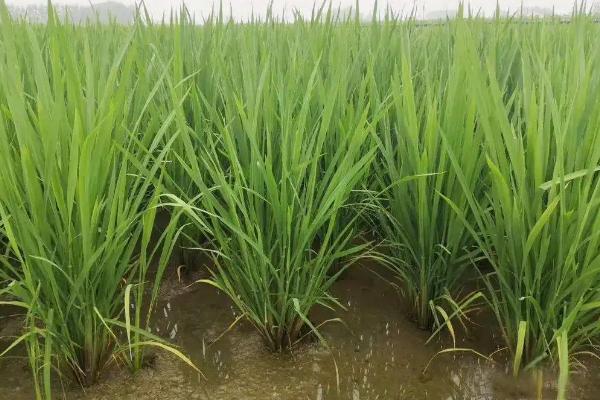 又香优郁香水稻种子介绍，每亩有效穗数18.6万