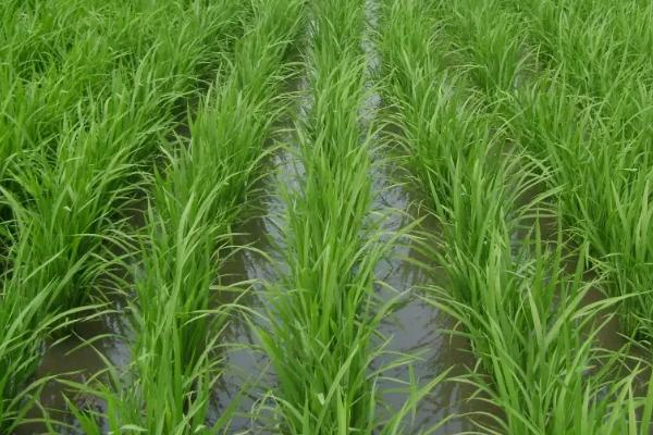 秀优1125水稻种子介绍，秧田亩播种量15公斤