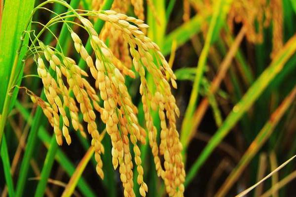 贡香两优粤香晶丝水稻种子简介，感温籼型两系杂交水稻品种