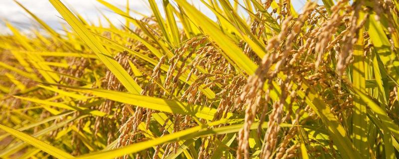 永丰优78水稻种子特征特性，秧田亩播种量约15公斤