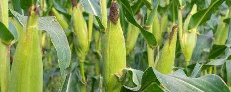 达糯19玉米种子简介，注意防治丝黑穗病
