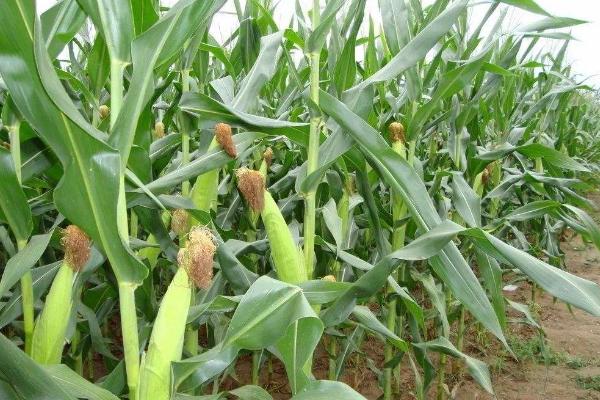 瑞康玉18玉米种子特点，春播平均生育期115.4天