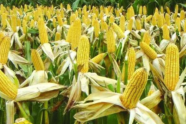 科馨717玉米品种简介，春播平均生育期120.0天