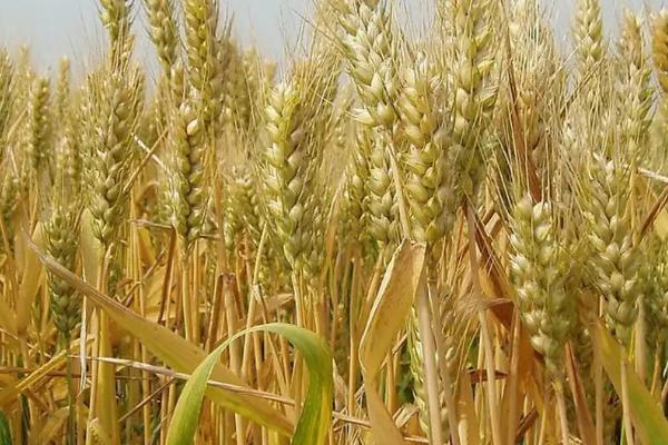 中科糯麦208小麦品种的特性，属糯小麦品种