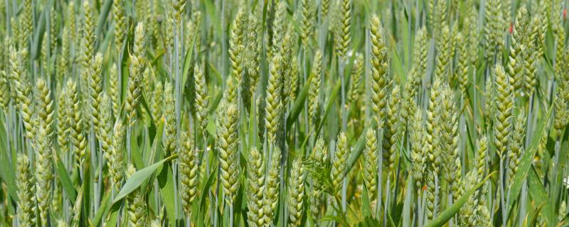 绵糯麦2号小麦种简介，属糯小麦品种