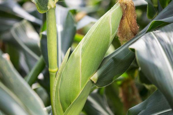 春喜528玉米种子简介，春播平均全生育期149.8天