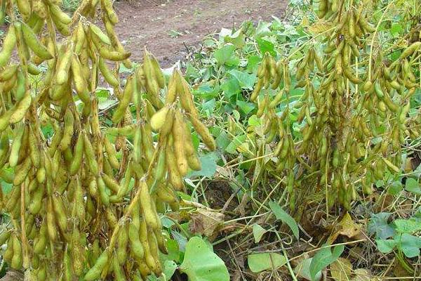南夏豆42大豆种子特征特性，花荚期注意防治豆荚螟及鼠害