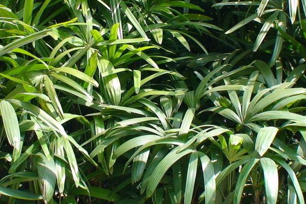 棕竹叶子发黄的原因，光照过强、盆土碱性化等均会导致