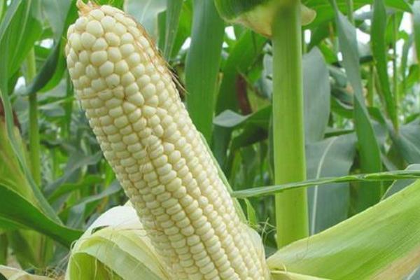 兆育11玉米种子特征特性，适宜播种期4月下旬至5月上旬