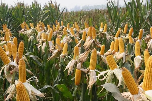 闽甜869玉米品种的特性，密度3000—3200株/亩