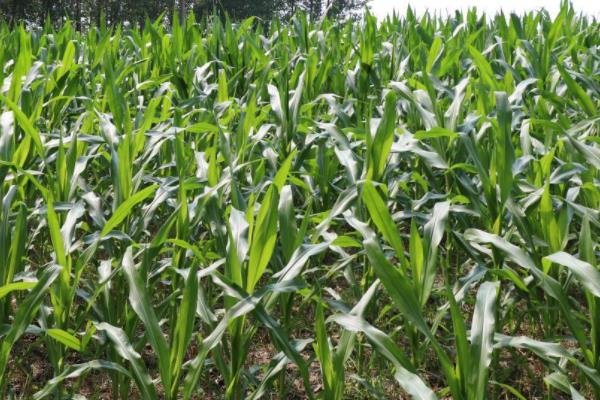 吉农大8899玉米种子特征特性，密度6000株/亩左右