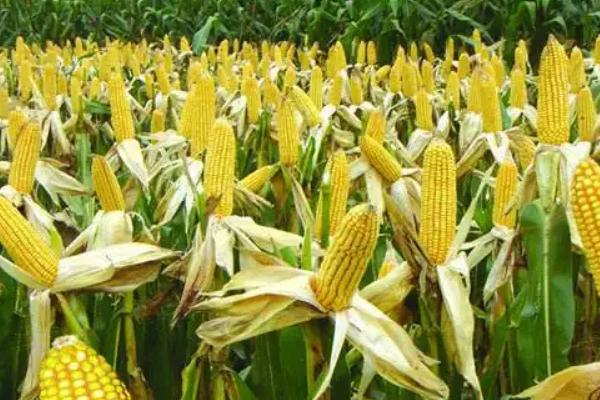 现代468玉米种子特点，适宜播种期6月上中旬