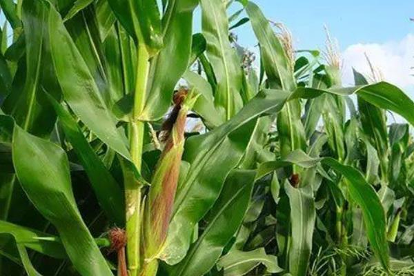 现代465玉米种子特征特性，密度4500株/亩左右