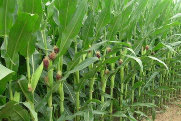 农发188玉米种子特征特性，中抗茎腐病