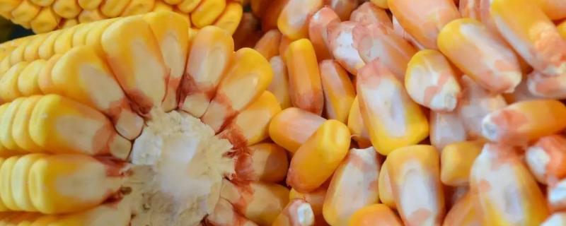 冠百567玉米品种的特性，中抗茎腐病