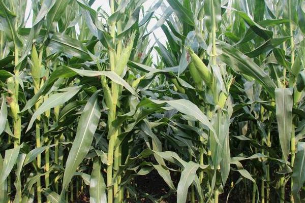 正大339玉米种子介绍，密度5500—6000株/亩