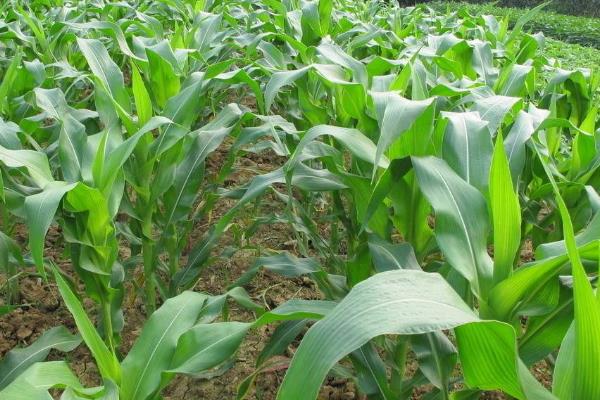 长城359玉米品种简介，密度4000—4500株/亩
