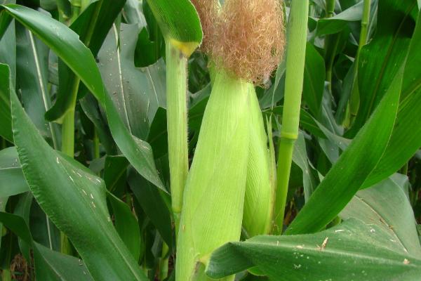 ZL515玉米品种的特性，密度5000株/亩左右