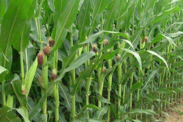 秋丰24玉米种简介，密度4500株/亩左右