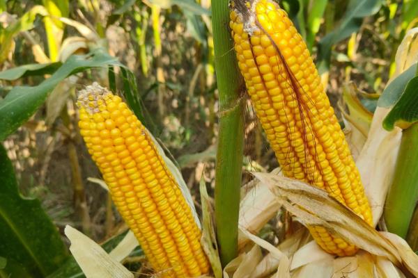 沃普2131玉米品种简介，适宜播种期4月下旬到5月上旬
