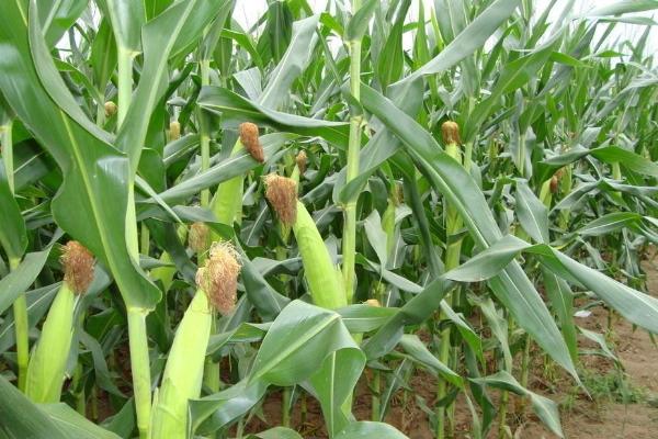 银科8117玉米品种简介，密度4500株/亩左右