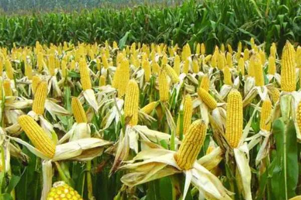 沃普2131玉米品种简介，适宜播种期4月下旬到5月上旬