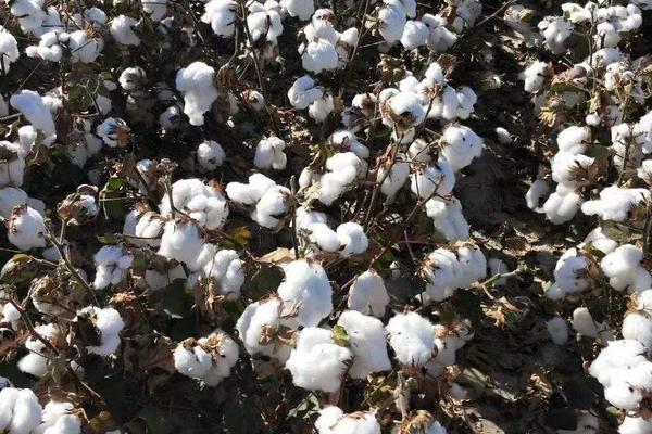 新垦M2001棉花种子特点，综合防治的原则
