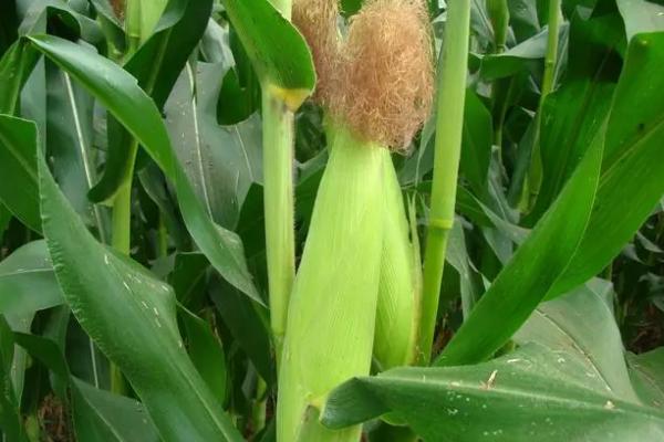 ZH518玉米品种的特性，密度4500株/亩左右