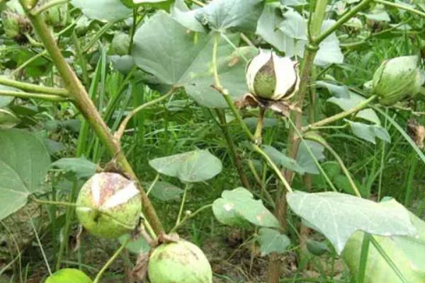 新石K37棉花品种的特性，花铃期重点防治二代棉铃虫