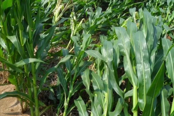 汉单235玉米品种简介，密度4000—4500株/亩