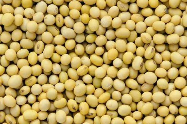 周豆49大豆品种的特性，长江流域夏大豆高油型品种