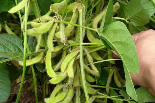 桂1603大豆种子特点，2月中下旬至3月下旬播种