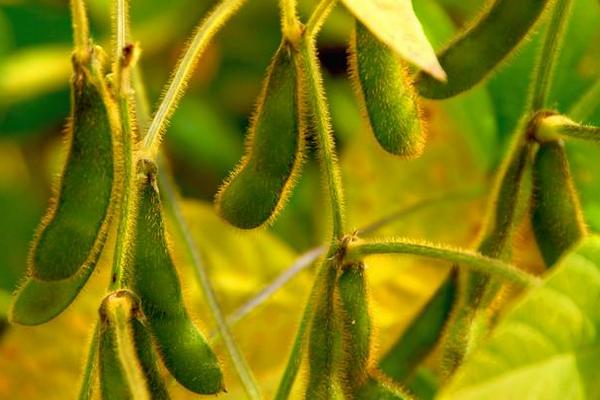 湘春2704大豆品种的特性，根据不同肥力水平调节种植密度