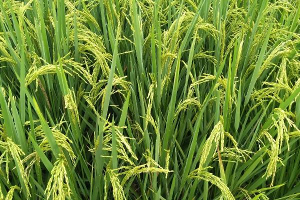 华浙优901水稻种简介，每亩有效穗数18.5万穗