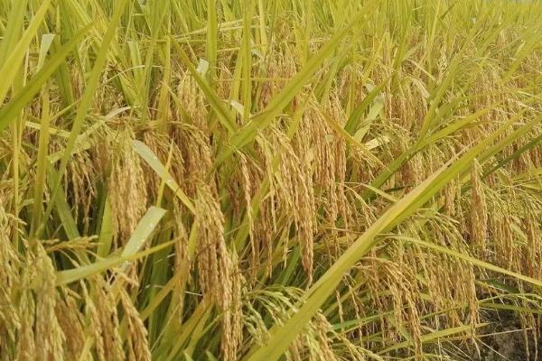 瑞两优1803水稻品种简介，一般6月上旬—6月中旬播种