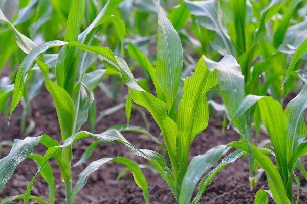 九圣禾516玉米品种的特性，密度5000株/亩左右