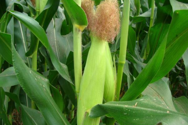 九圣禾516玉米品种的特性，密度5000株/亩左右