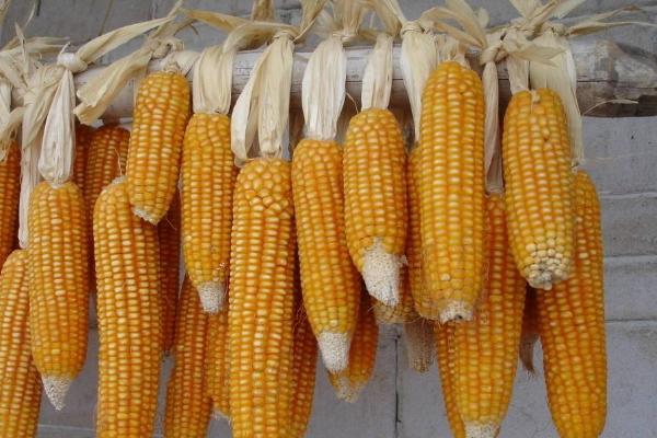 聚隆177玉米品种的特性，适宜播种期3月底至5月底