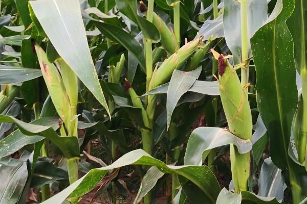 元玉99玉米种子特征特性，密度3500—4000株/亩