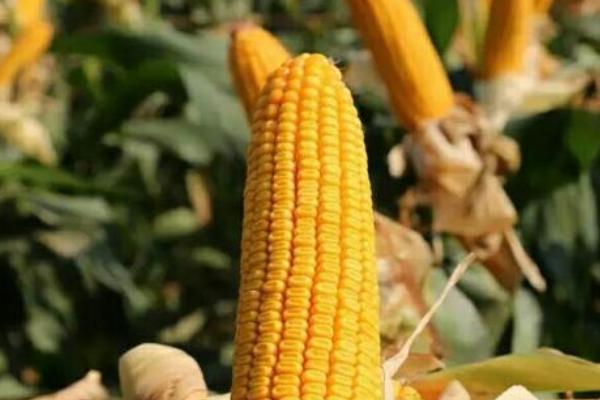 聚隆177玉米品种的特性，适宜播种期3月底至5月底