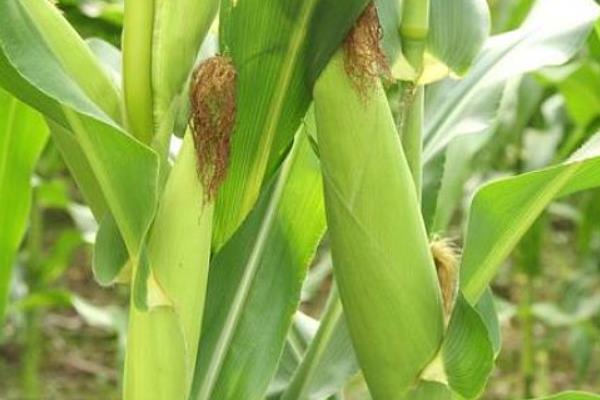 长城385玉米种子简介，适宜播种期4月中旬至5月中旬