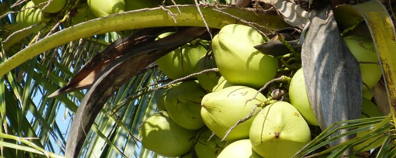 海南省三亚市的特产，椰子是当地特有的水果之一