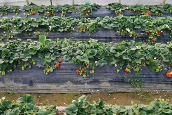 冬季草莓大棚栽培技术要点，定植后立刻浇一次定苗水
