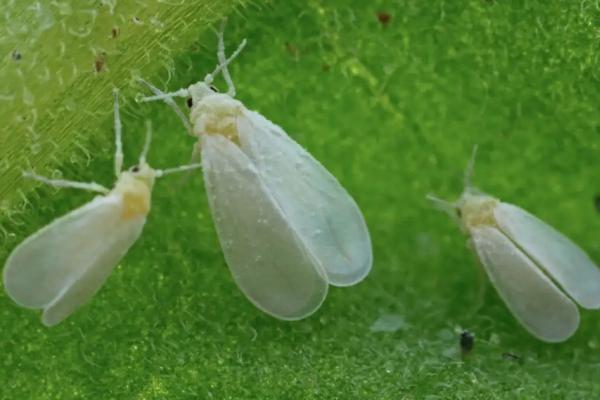 白菜白粉虱危害特点，传播速度快且寄主范围广