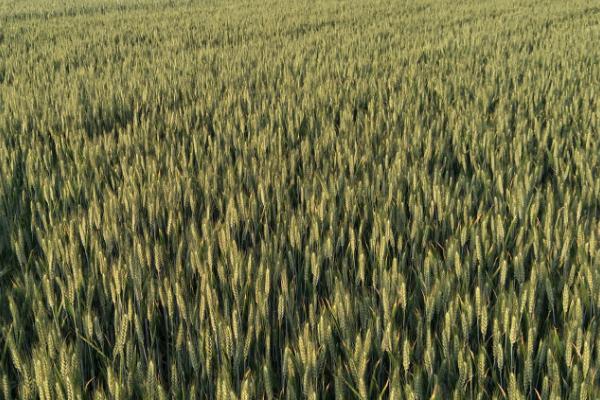 北方何时种植小麦，与具体地区有关