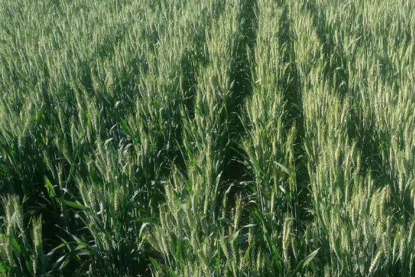 北方何时种植小麦，与具体地区有关