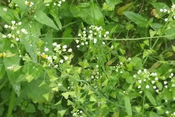 芥菜有哪些品种，分为板叶、散叶、红花和白花荠菜