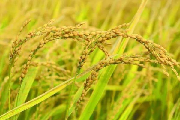 内香优1025水稻品种简介，该品种基部叶鞘绿色