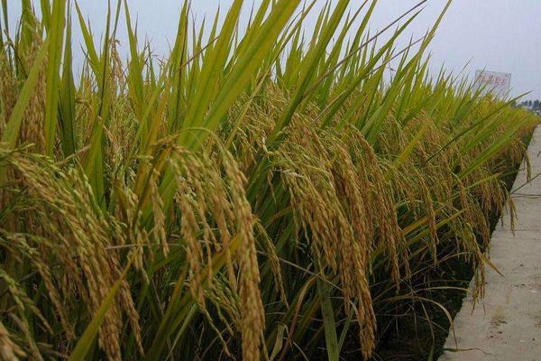 蜀6优177水稻种子特征特性，该品种基部叶鞘绿色